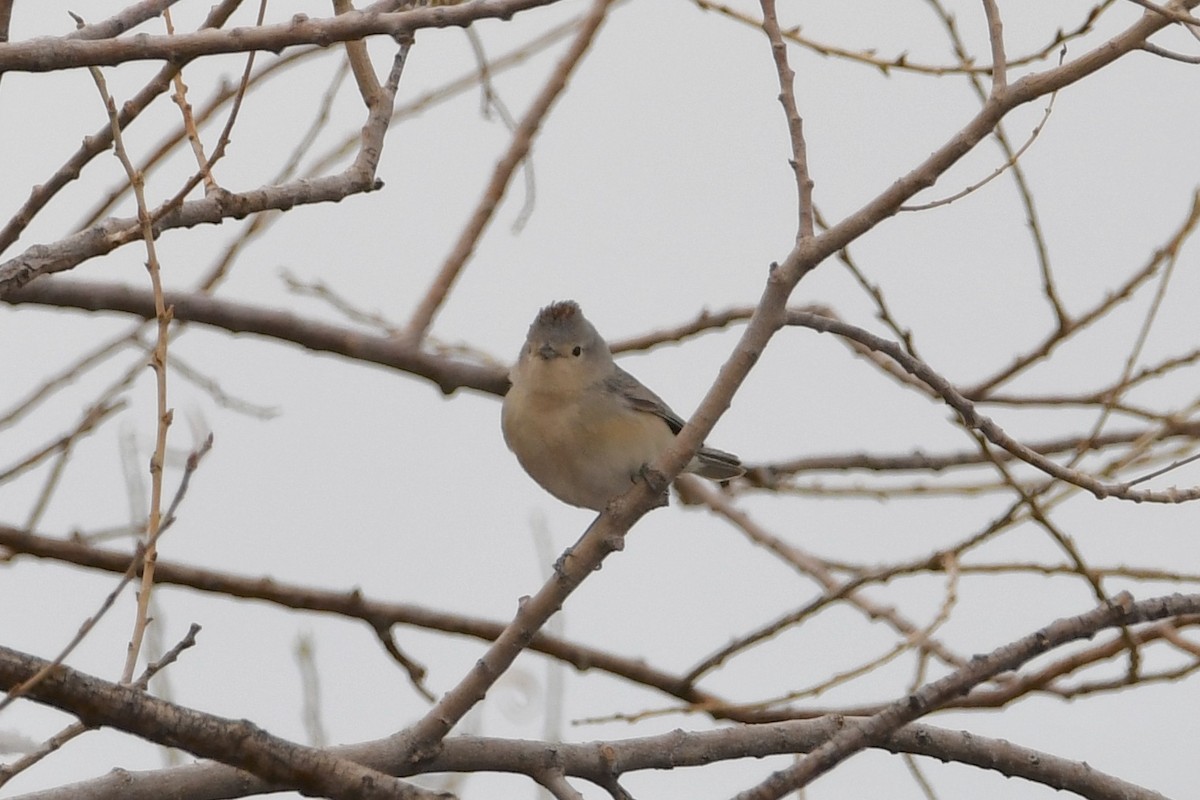 Lucy's Warbler - ML318798321