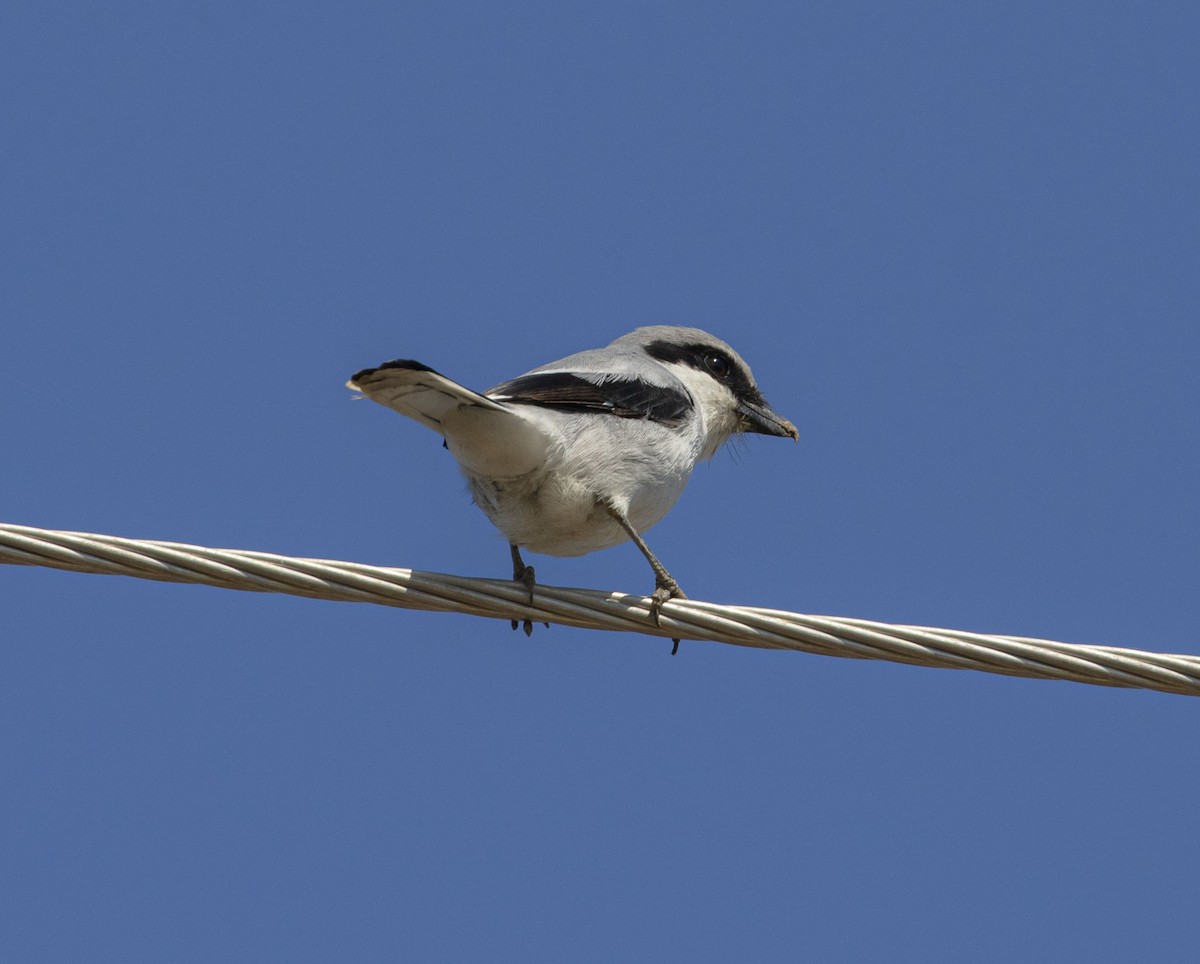 Loggerhead Shrike - ML318798831