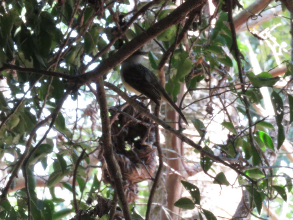 Tropical Kingbird - ML318799691