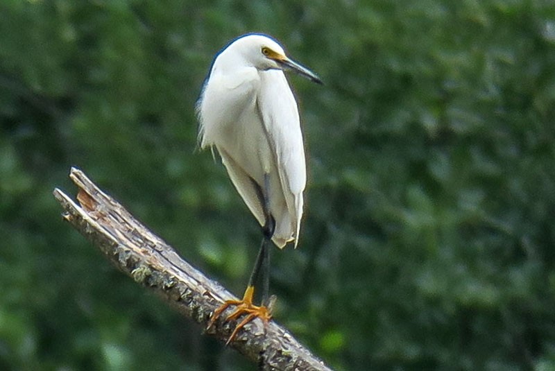 Snowy Egret - ML31880041