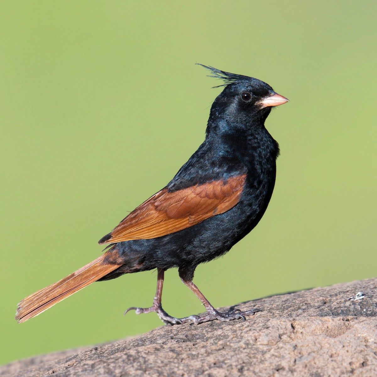 Crested Bunting - Harish Thangaraj