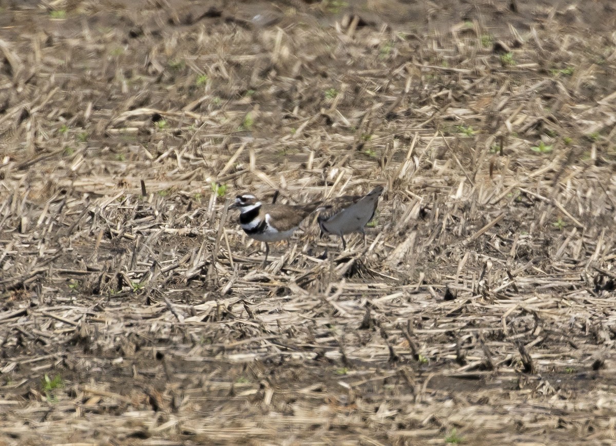 Killdeer - ML318802461