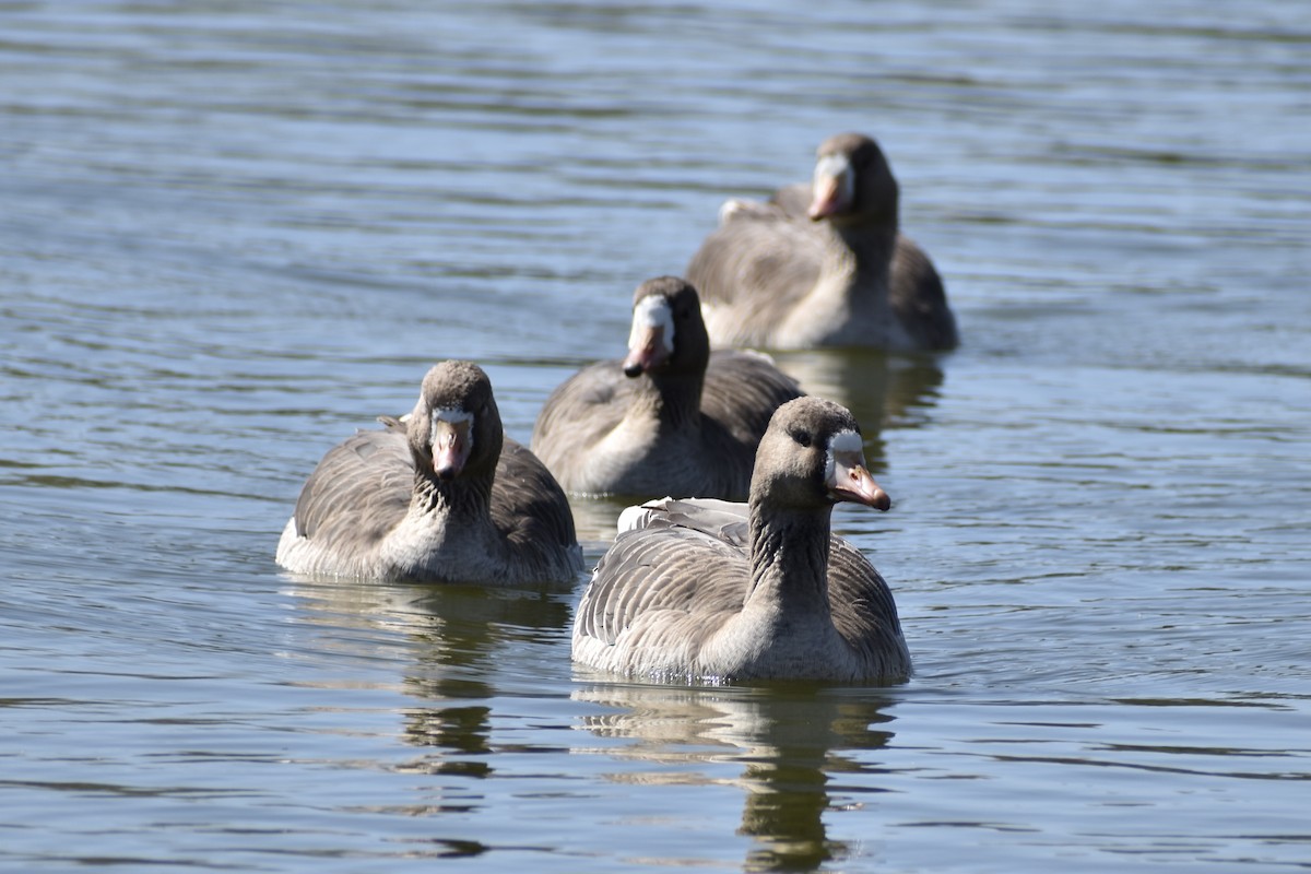 Greater White-fronted Goose - ML318802551