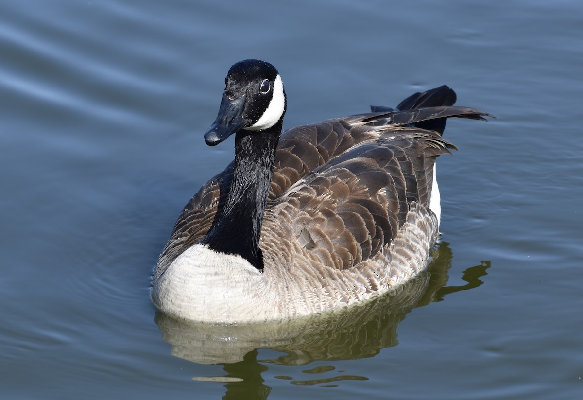 Canada Goose - ML318802651