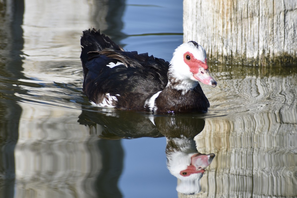 Muscovy Duck (Domestic type) - ML318803541