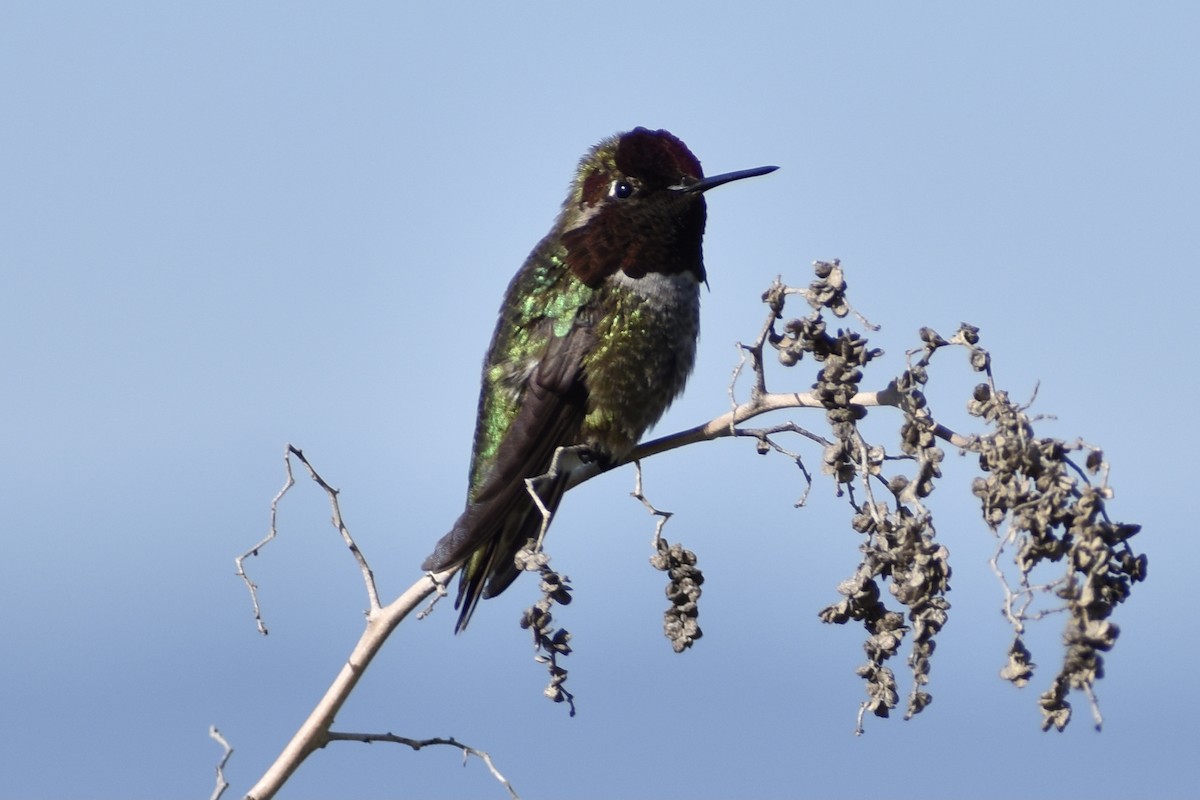 rødmaskekolibri - ML318804071