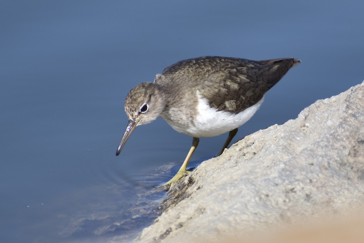 Spotted Sandpiper - ML318804351