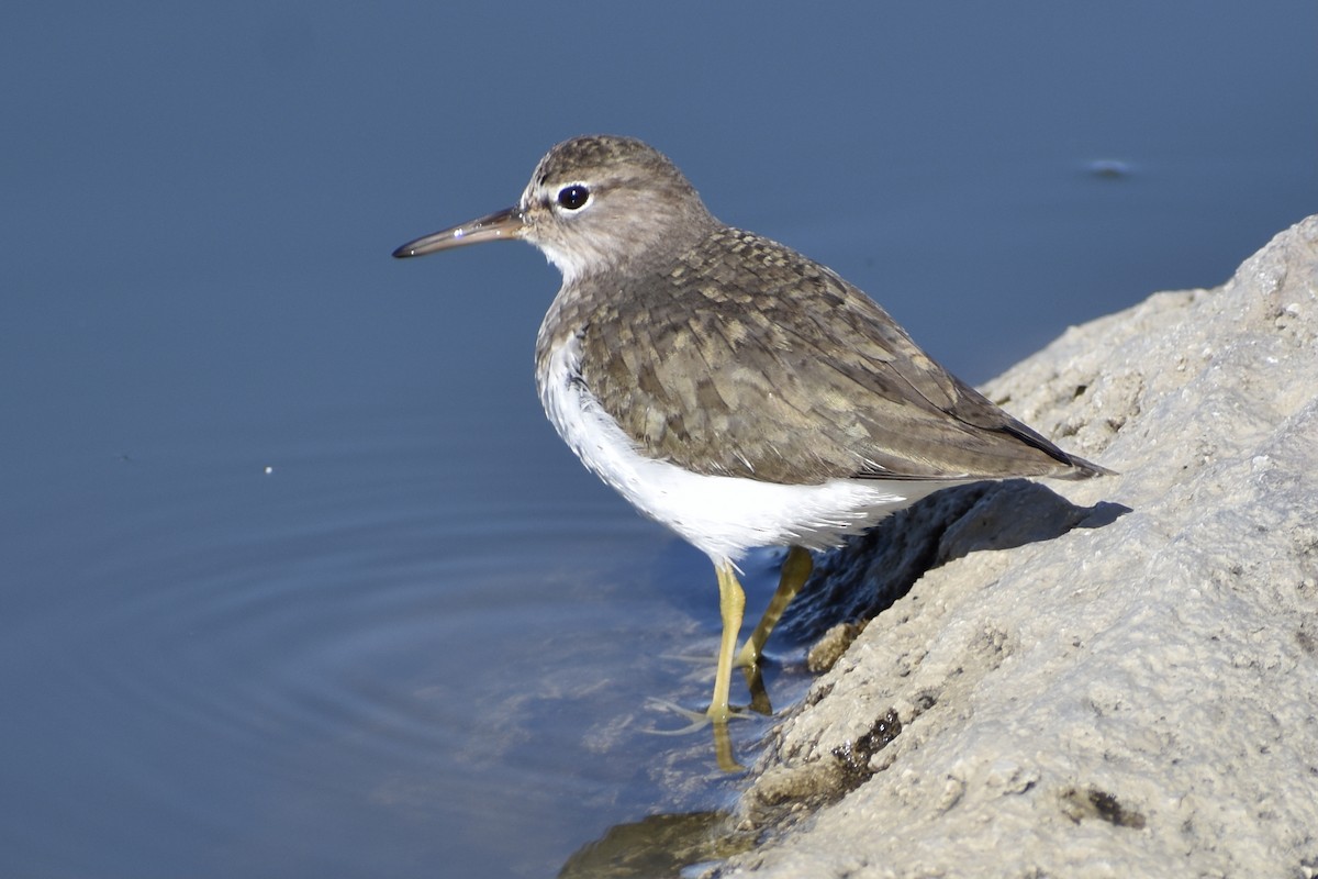 Spotted Sandpiper - Michelle Thurber