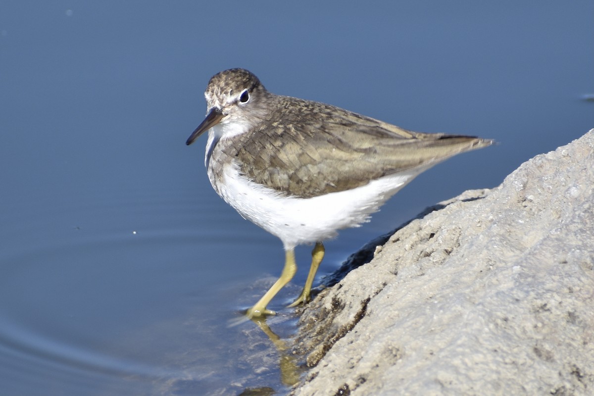 Spotted Sandpiper - ML318804371