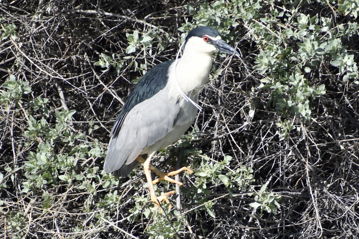 Black-crowned Night Heron - ML318804591