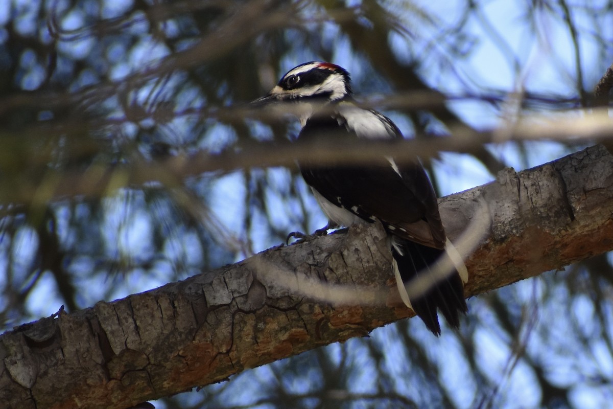 Hairy Woodpecker - ML318804611