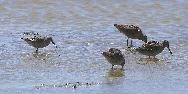 Curlew Sandpiper - ML31880531