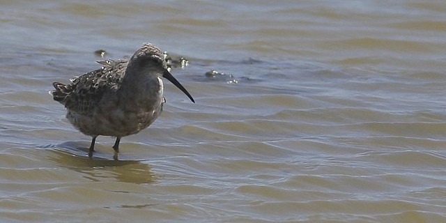 Curlew Sandpiper - ML31880541