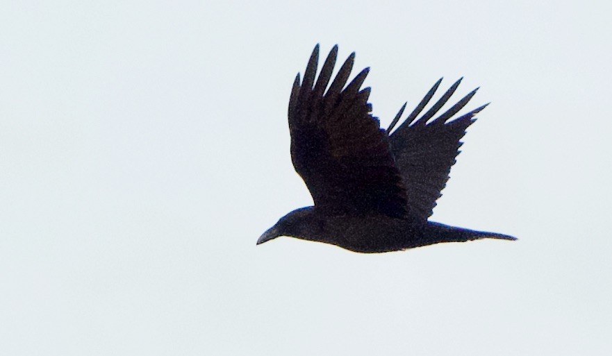 Common Raven - John Callender