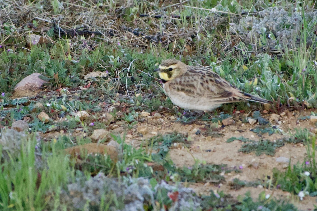 Horned Lark - ML318806241