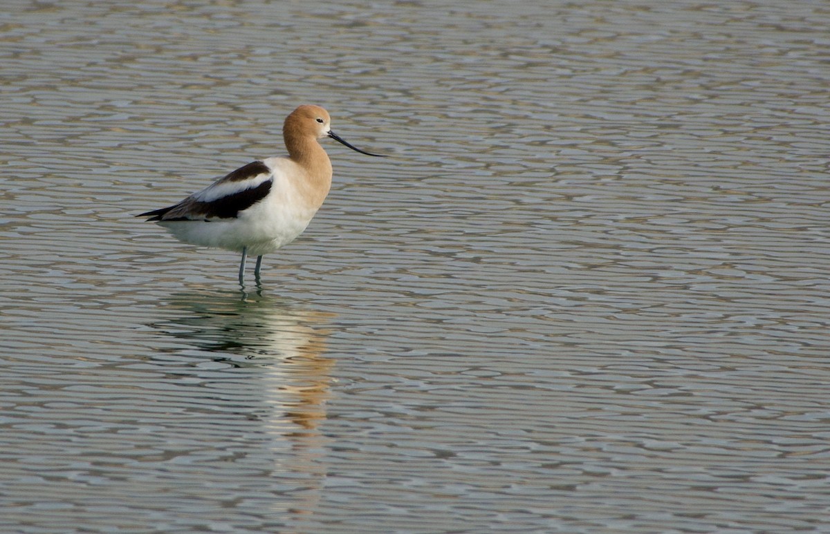 Чоботар американський - ML318806561