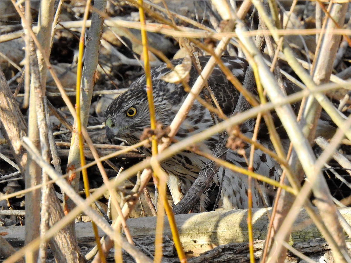 Cooper's Hawk - ML318808701