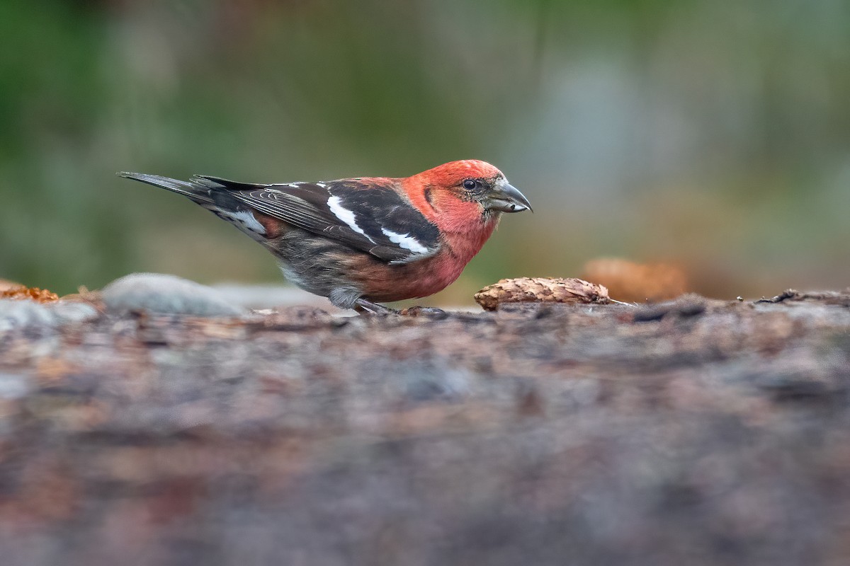 White-winged Crossbill - ML318809221