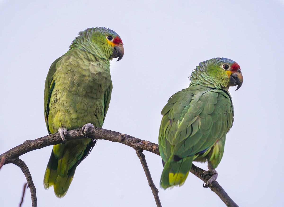 Red-lored Amazon - ML318810111