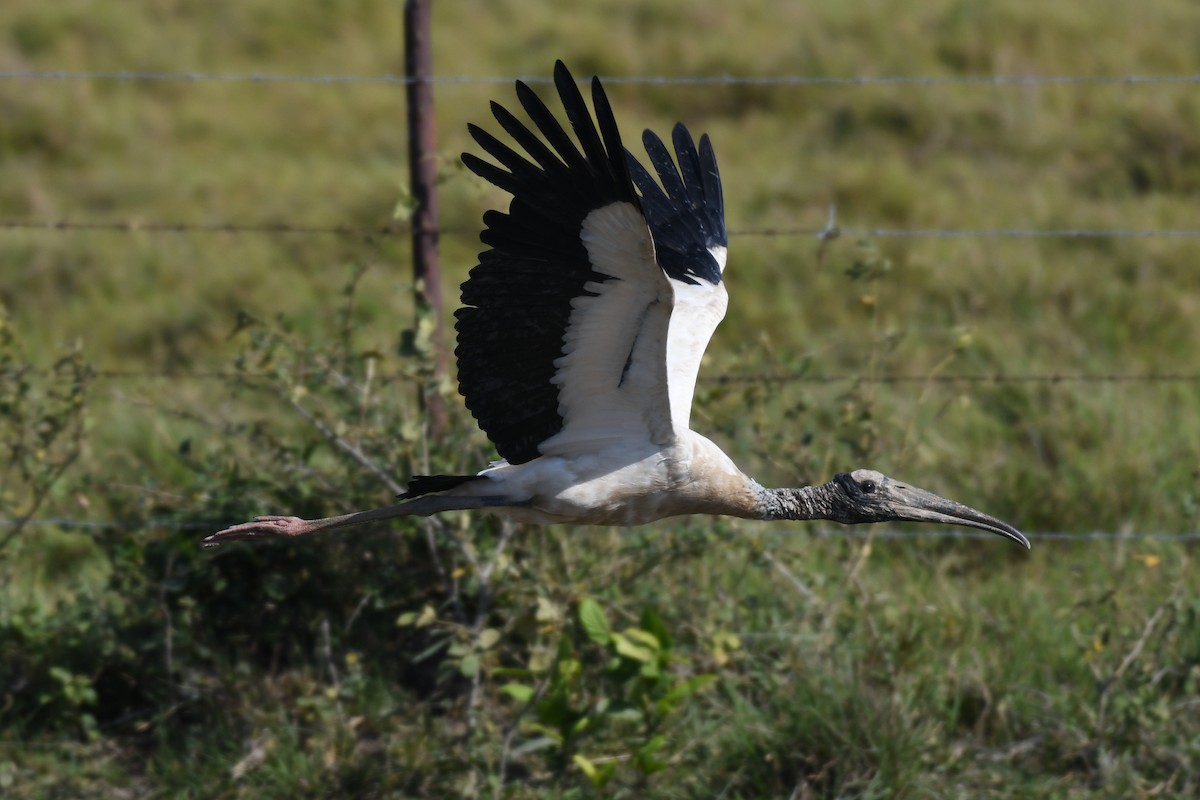 Wood Stork - ML318810311