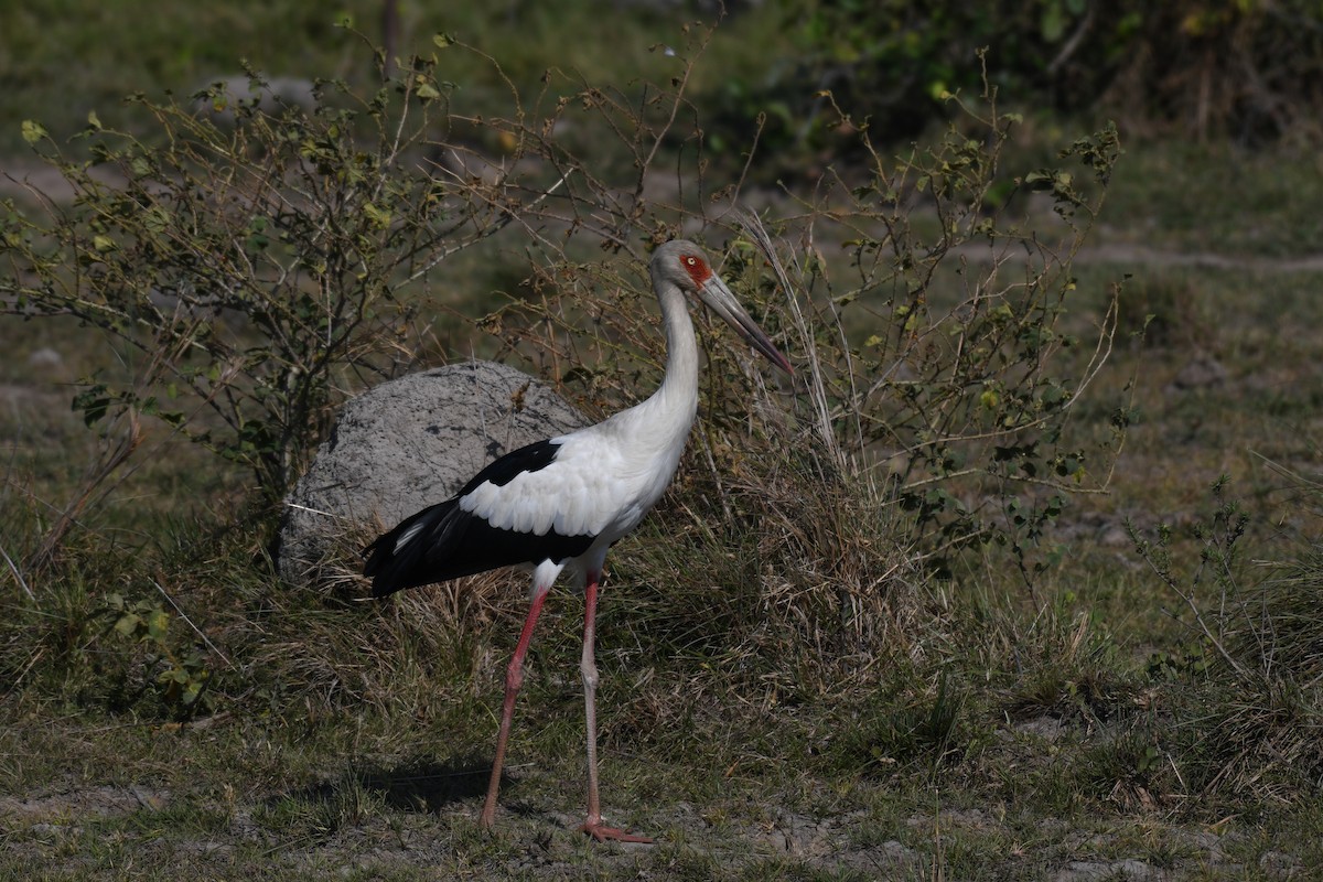 Maguari Stork - Carlos V. Sucre