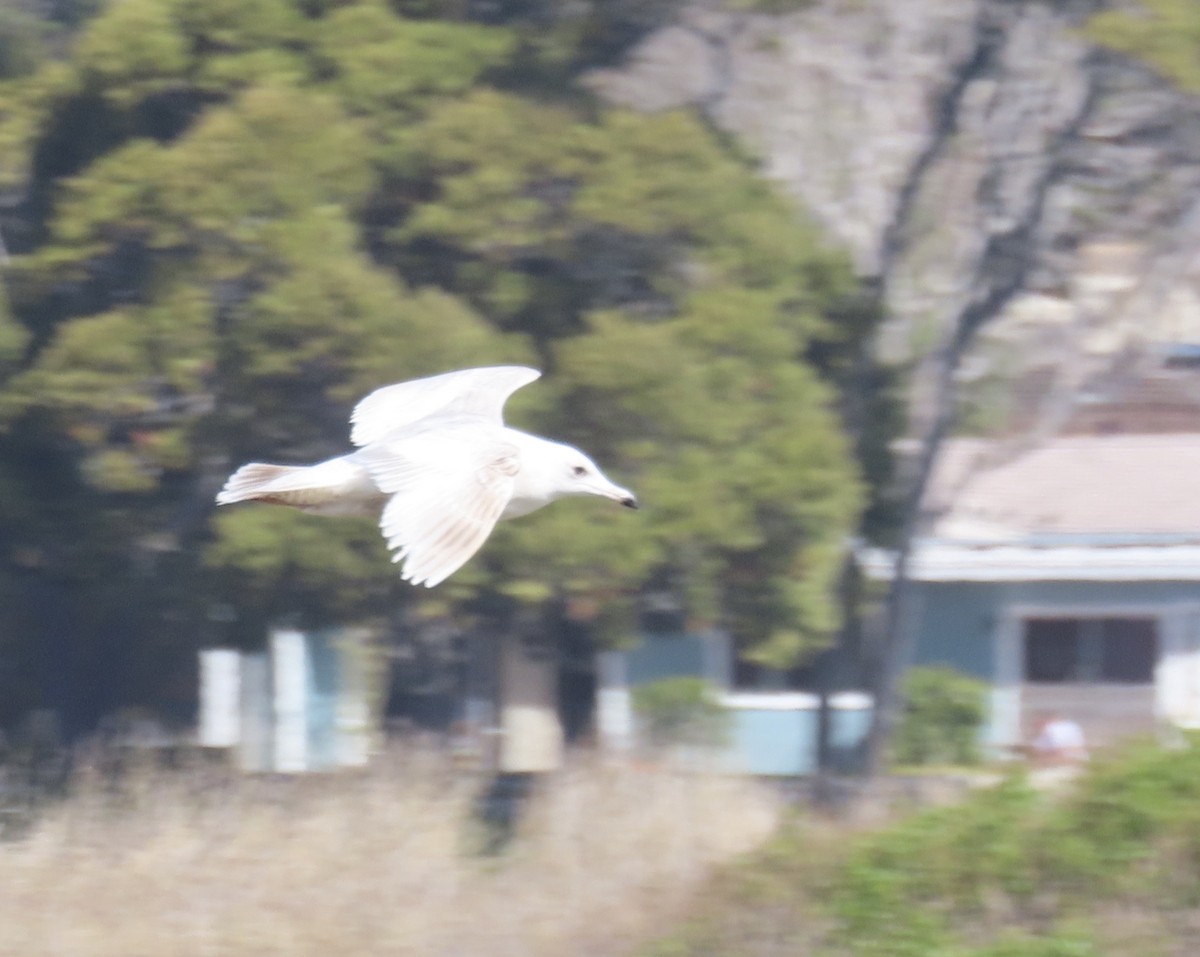 Iceland Gull - ML318810791