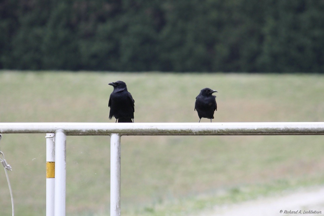 American Crow - ML318811161