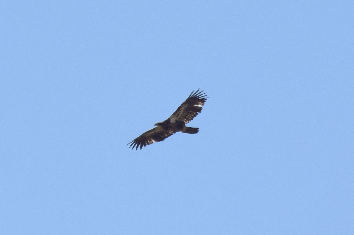 Bald Eagle - Naresh Satyan