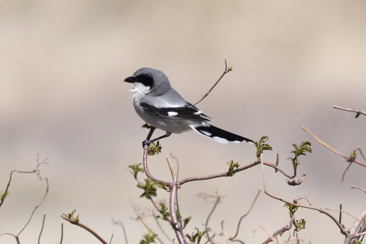 Loggerhead Shrike - Naresh Satyan