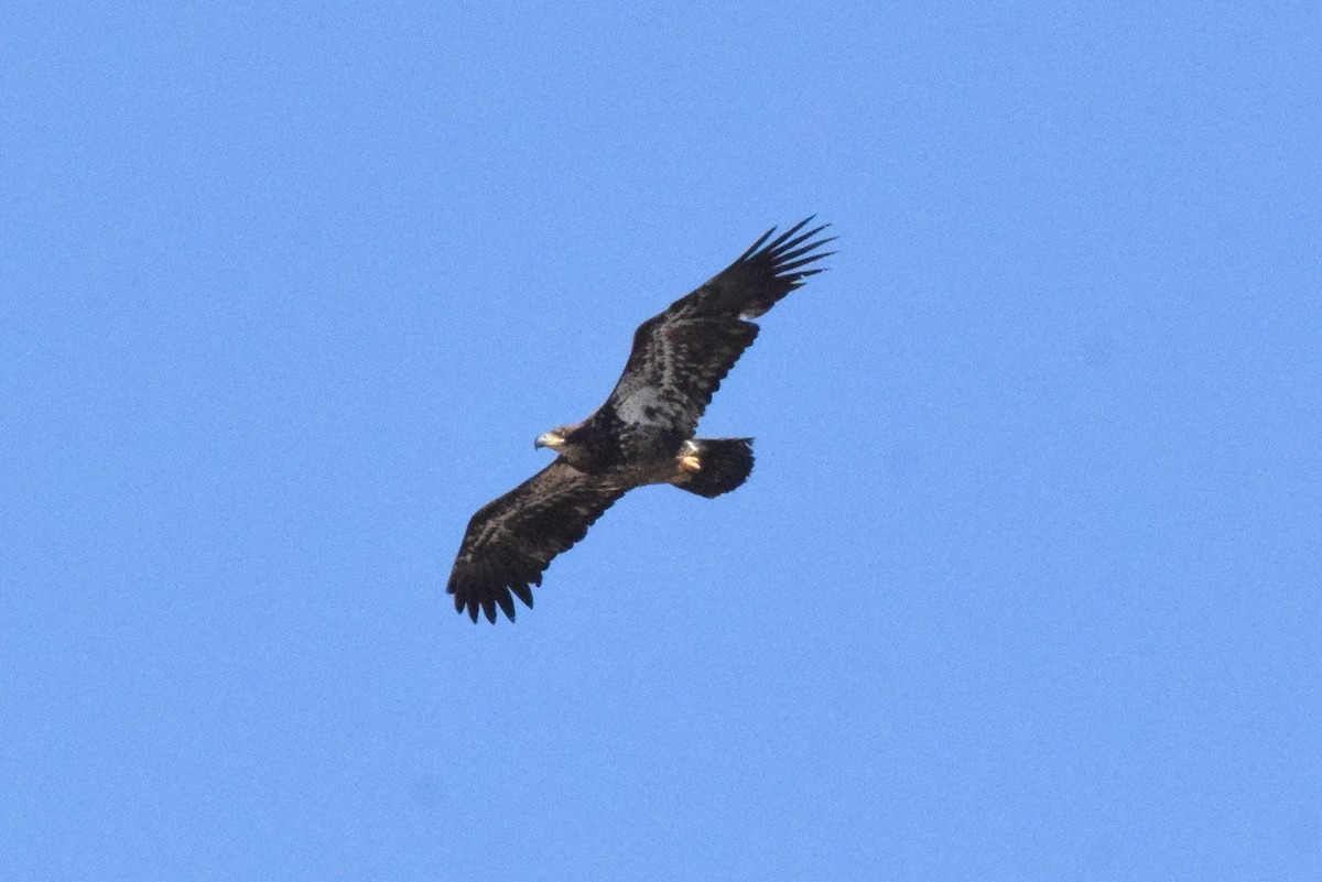 Bald Eagle - Naresh Satyan