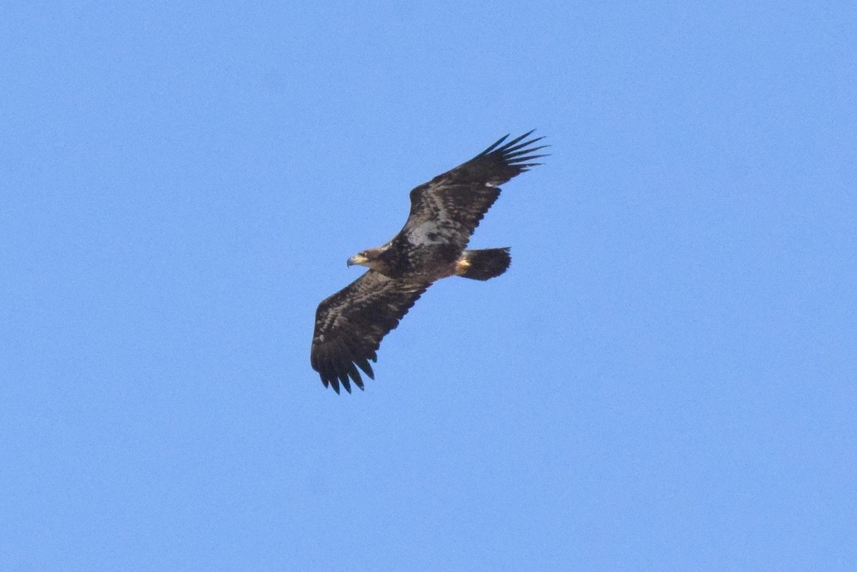 Bald Eagle - Naresh Satyan