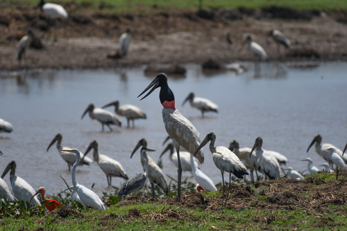 Wood Stork - ML318811601