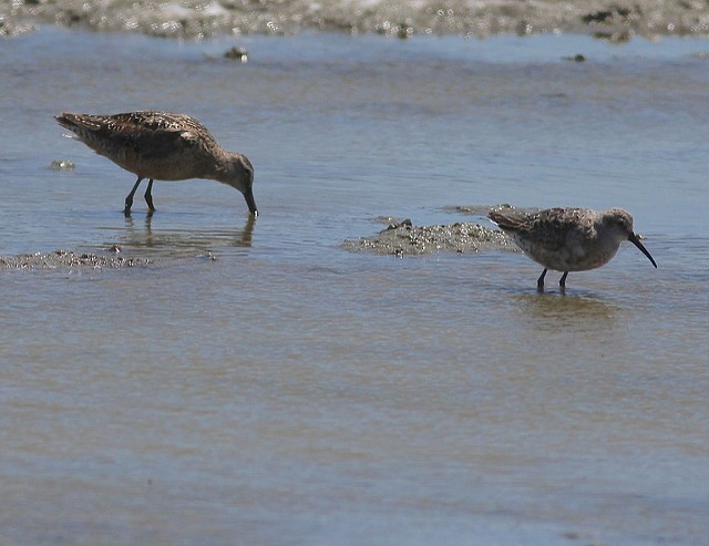 Curlew Sandpiper - ML31881301