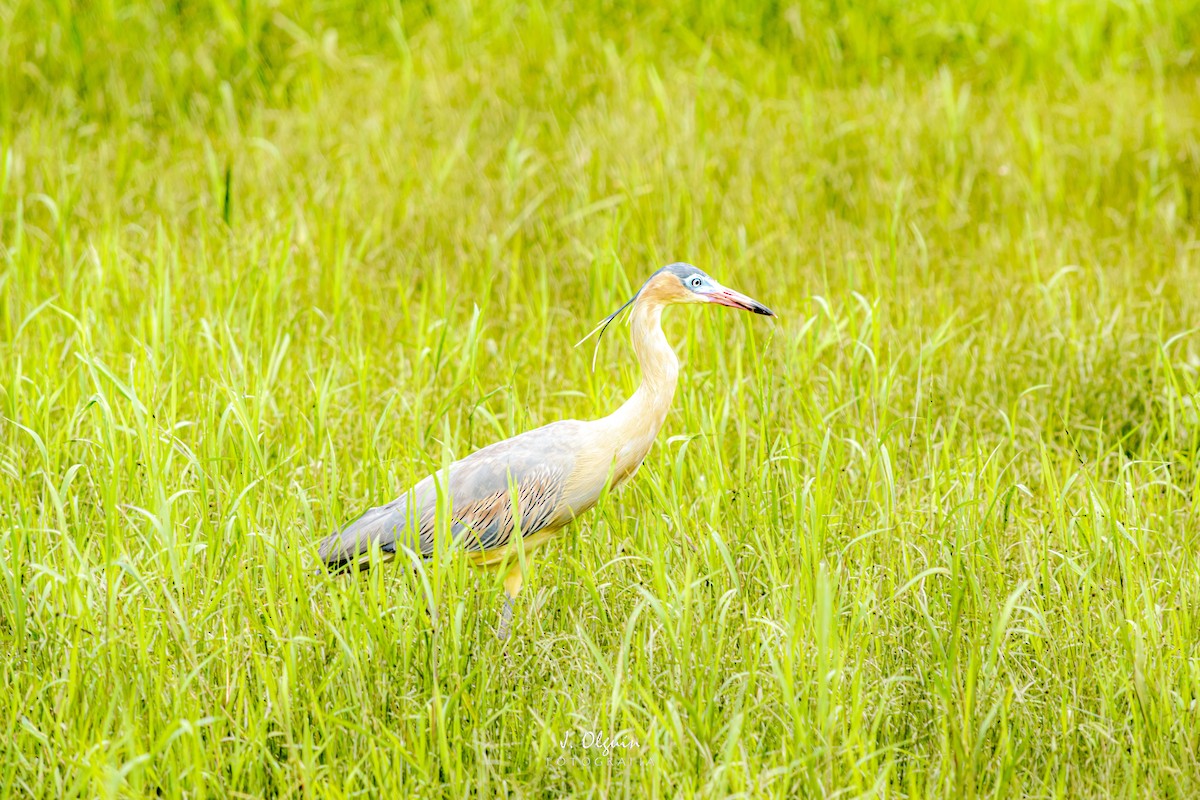 Whistling Heron - ML318814371