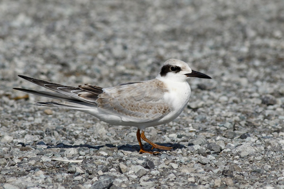 Forster's Tern - ML318814831