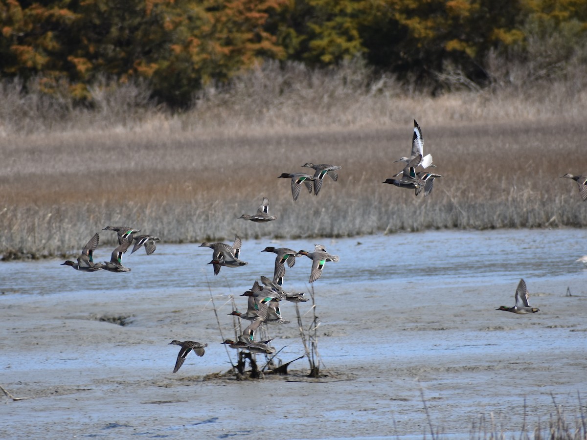 Green-winged Teal - ML318815781