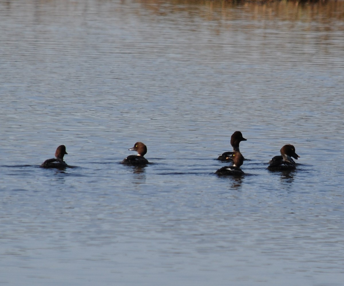 Barrow's Goldeneye - ML318816781