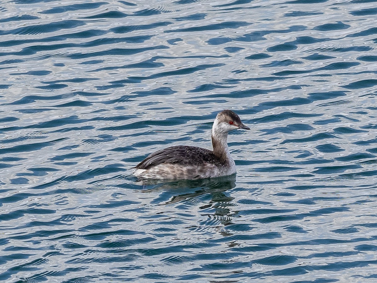 Horned Grebe - Lee Wallace