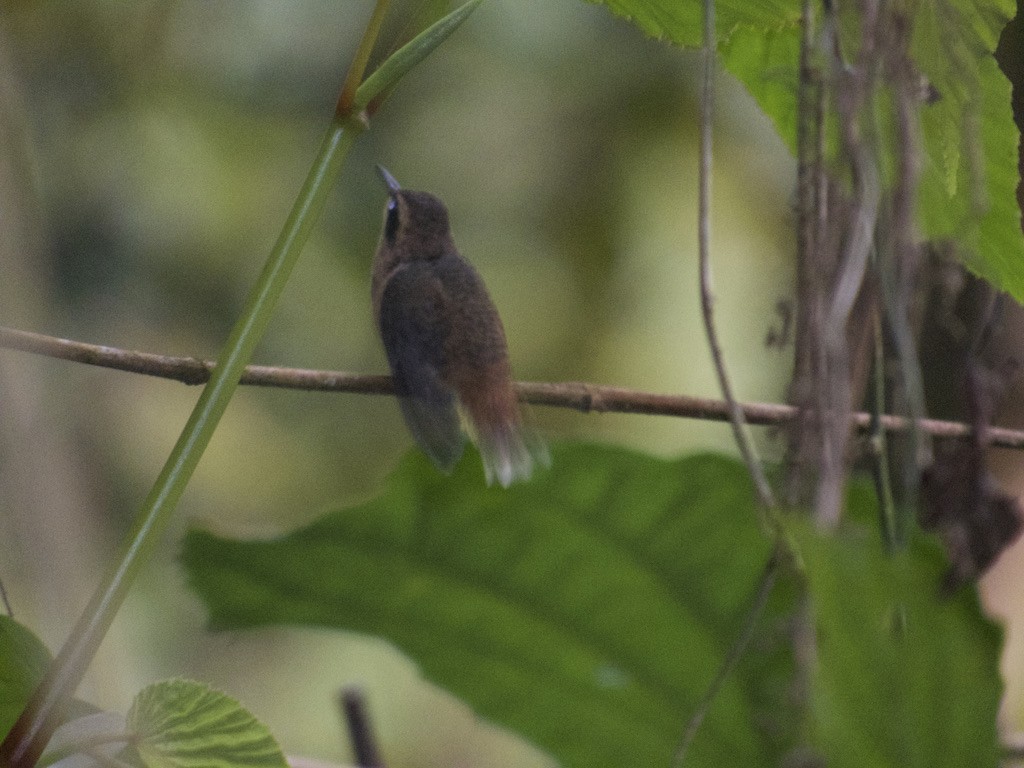 kolibřík proužkohrdlý - ML318819131
