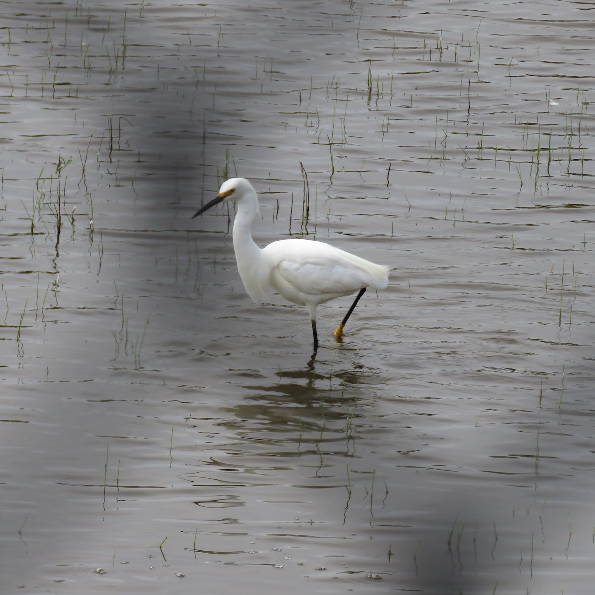 Snowy Egret - ML31882271