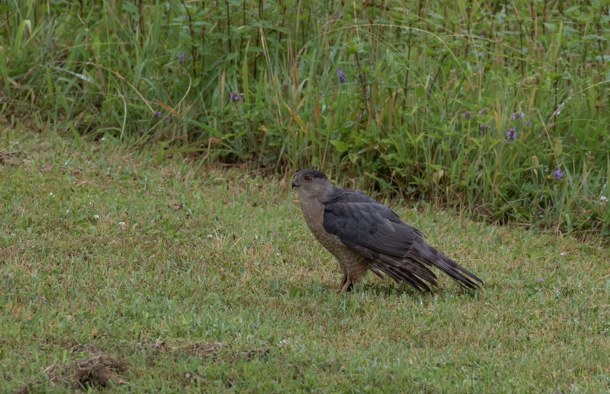 Cooper's Hawk - Cullen Hanks