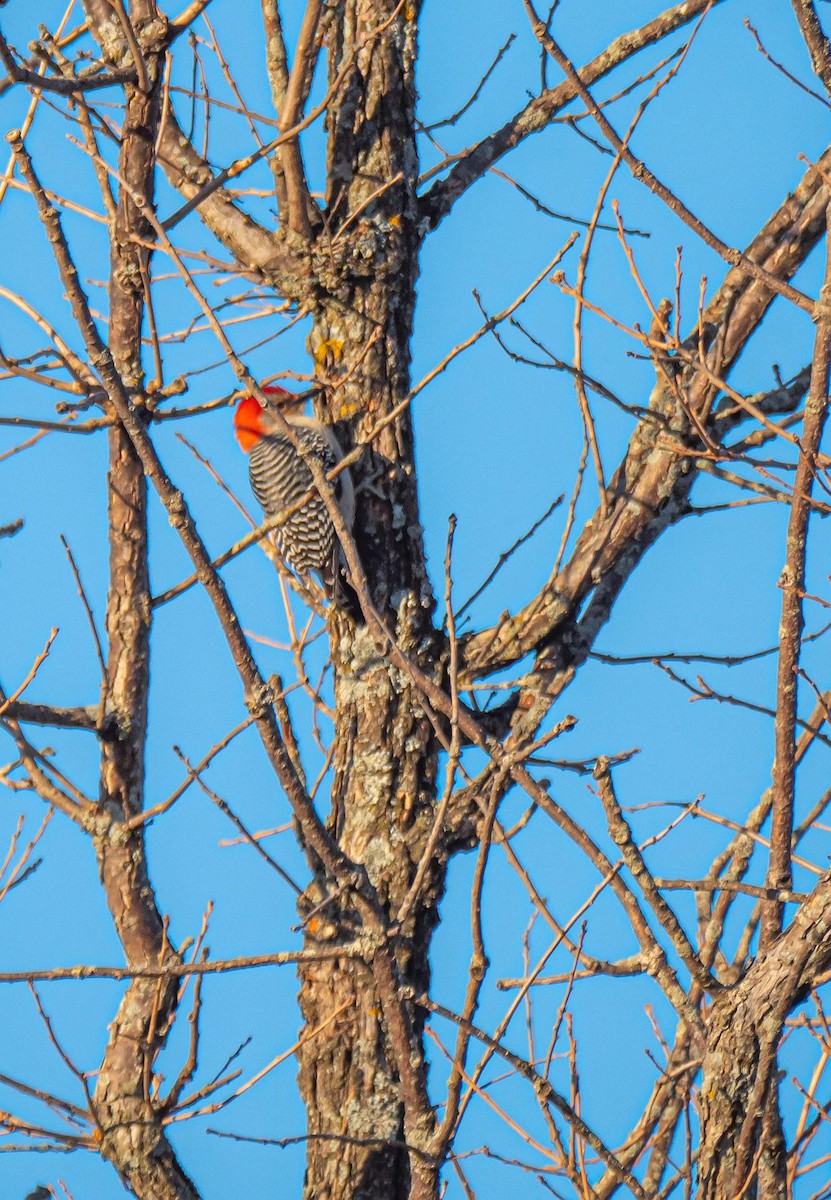 Red-bellied Woodpecker - ML318824811
