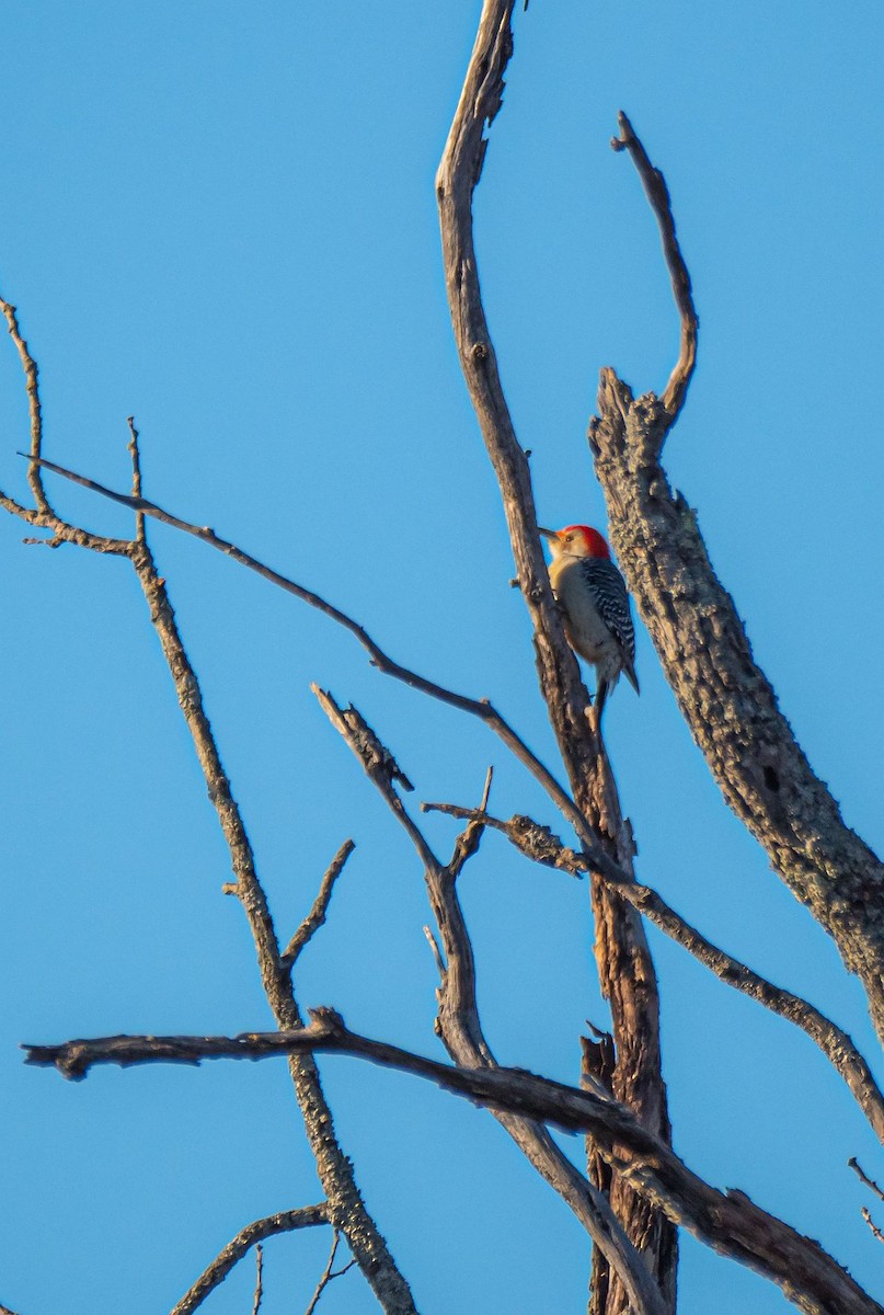 Red-bellied Woodpecker - ML318824861