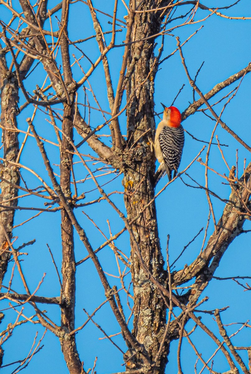 Red-bellied Woodpecker - ML318824891