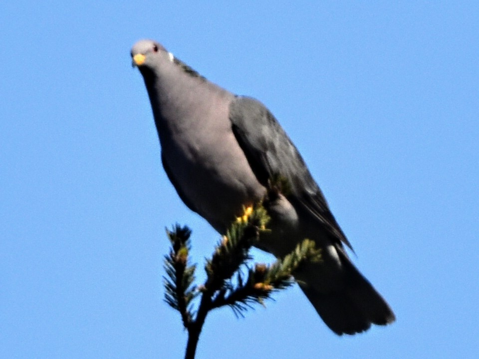 Band-tailed Pigeon - Tom Duncan