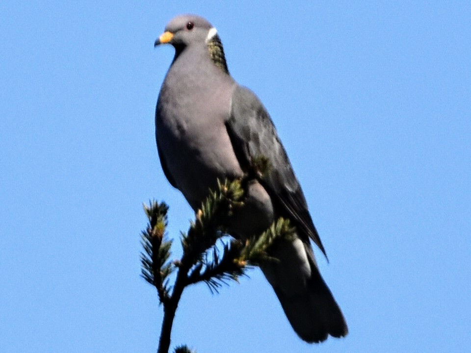 Band-tailed Pigeon - Tom Duncan