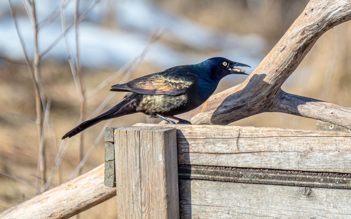 Common Grackle - ML318825811