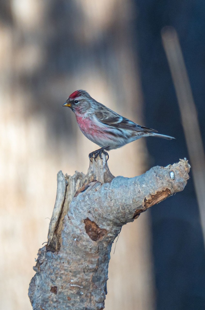 Common Redpoll - ML318826671