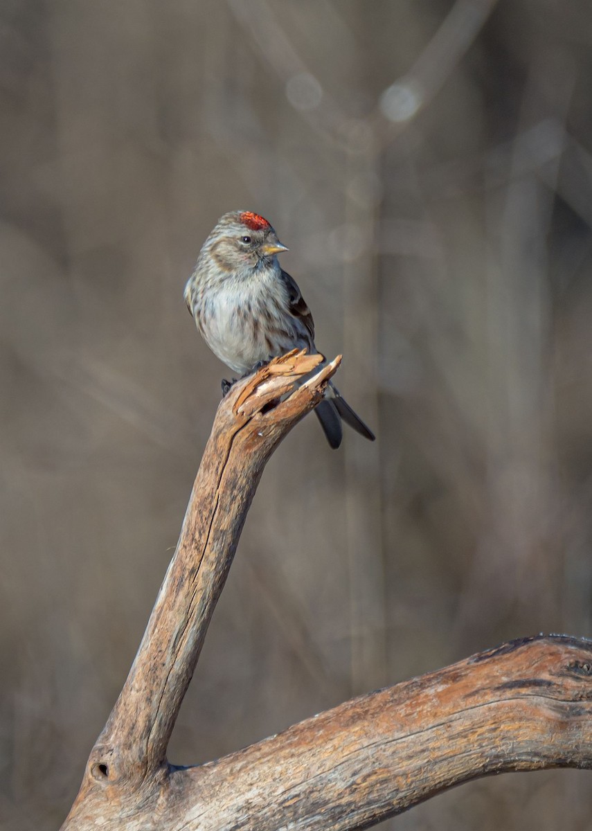 Common Redpoll - ML318826681