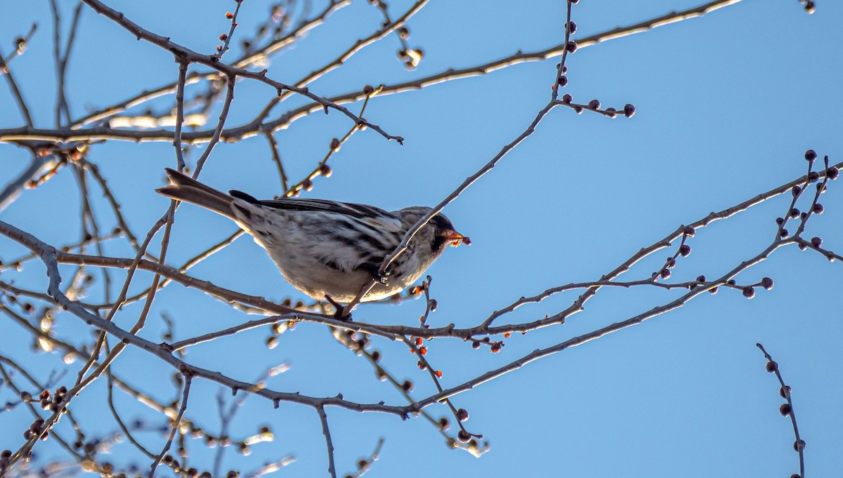 Common Redpoll - ML318826701